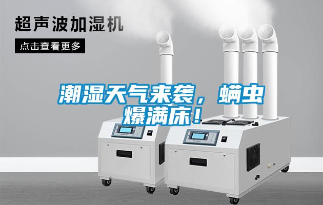 潮濕天氣來襲，螨蟲爆滿床！
