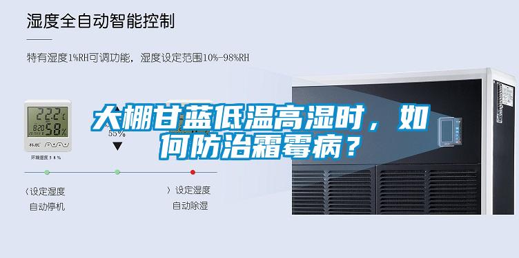 大棚甘藍低溫高濕時，如何防治霜霉?。?/></p>
						    <p style=