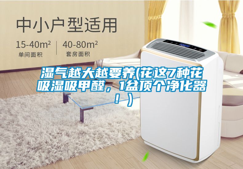濕氣越大越要養(花這7種花吸濕吸甲醛,1盆頂個凈化器!)